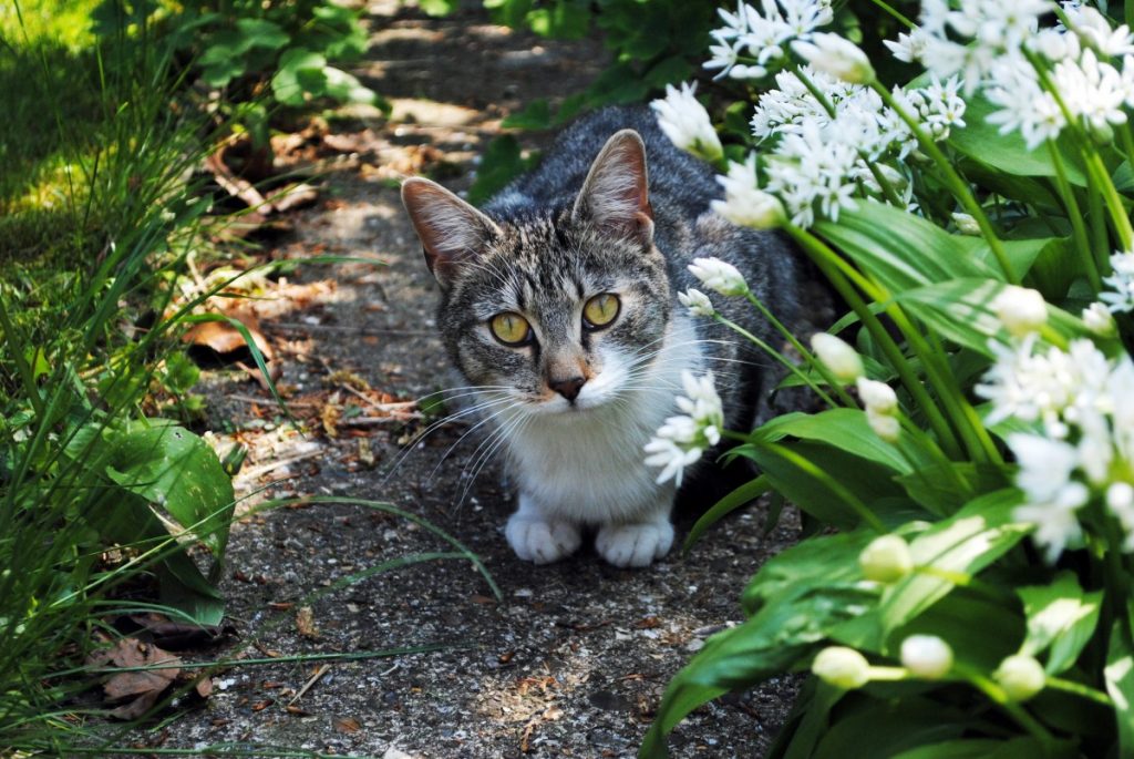 3 Astuces Pour Garder Son Chat En Toute Sécurité Dans Son Jardin ...